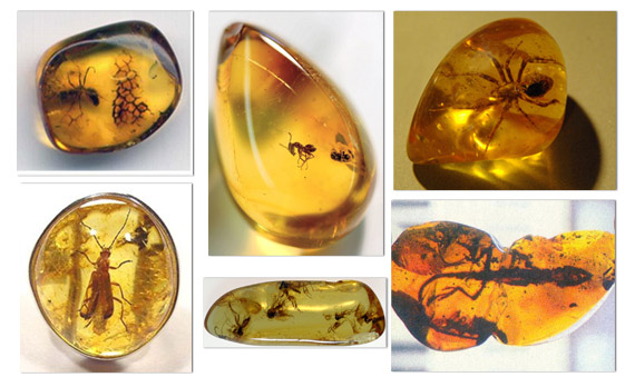 amber 1 amber 1